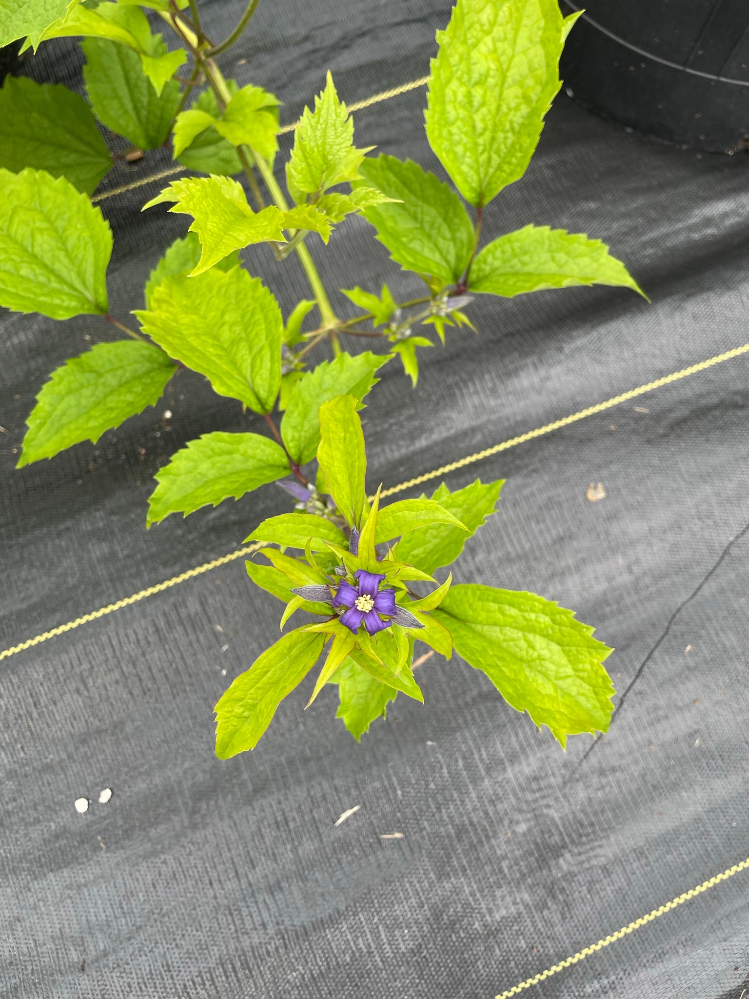 Clematis tubulosa ‘Free Spirit Sheherazade'