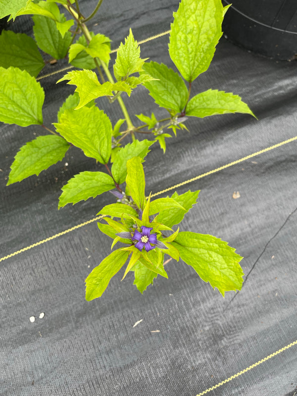 Clematis tubulosa ‘Free Spirit Sheherazade’