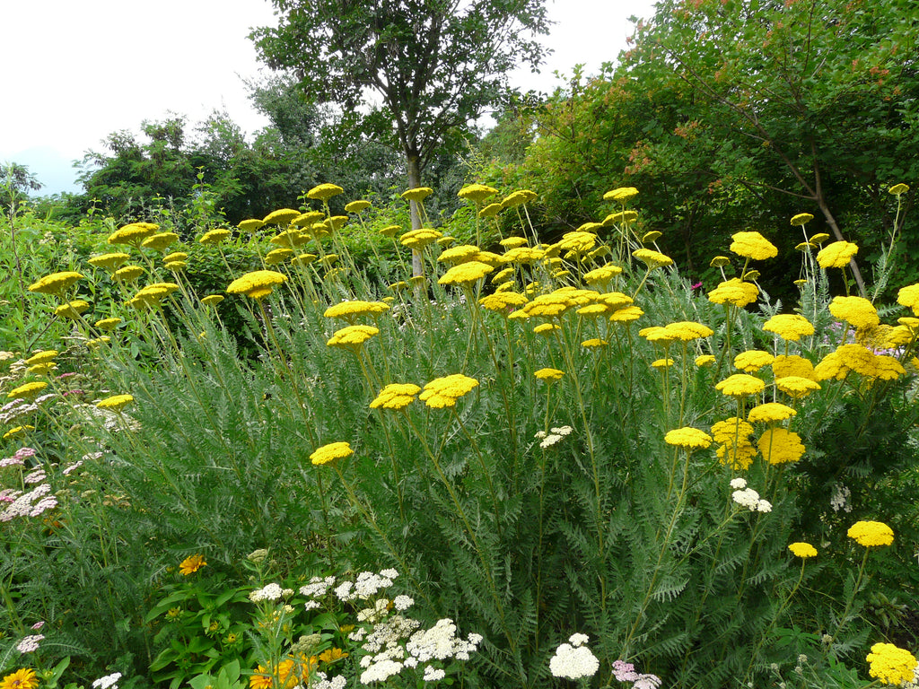Achillea filipendulina ‘Parker's Variety'