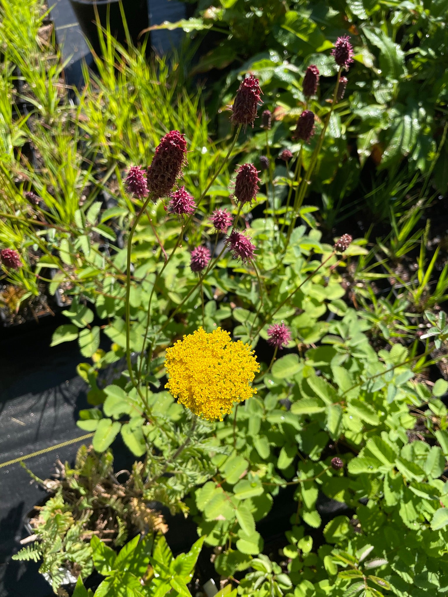 Achillea filipendulina ‘Parker's Variety'