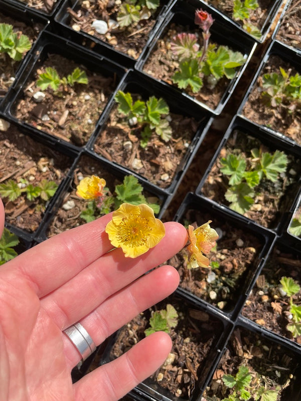 Geum 'Beech House Apricot'