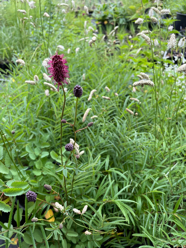 Sanguisorba menziesii 'Victoria'