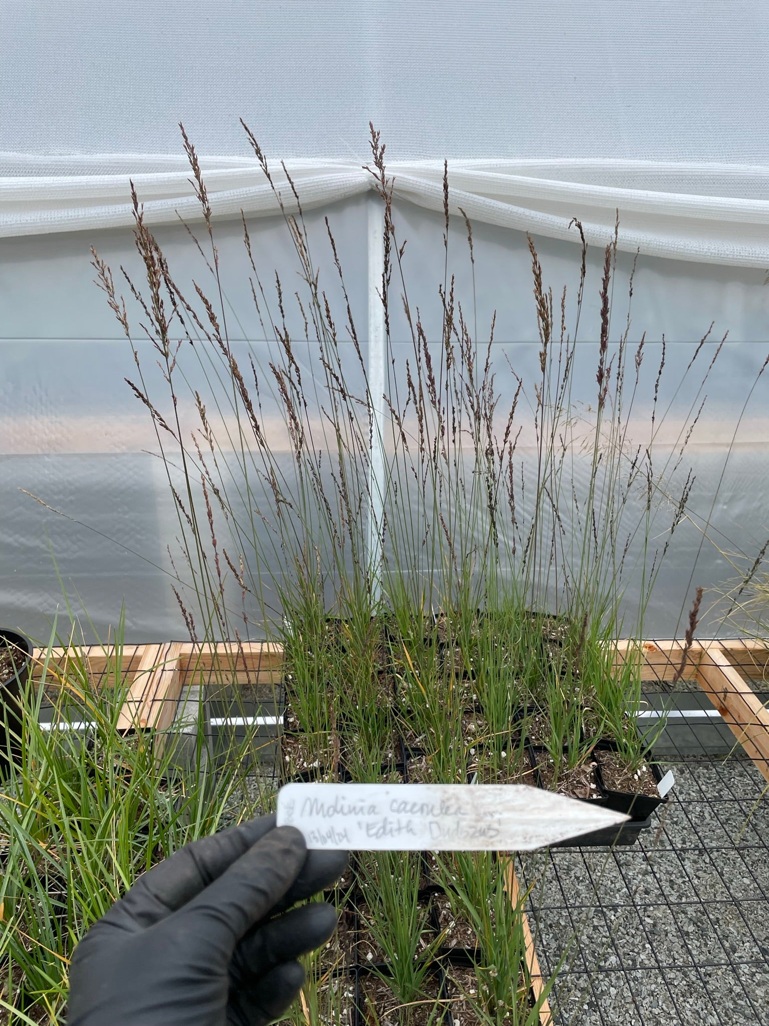 Molinia caerulea 'Edith Dudszus'