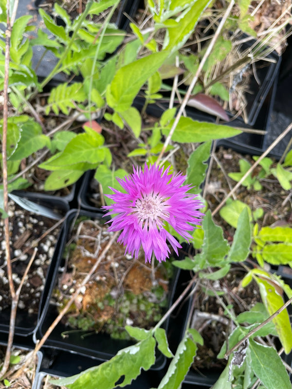 Centaurea hypoleuca ‘John Coutts’