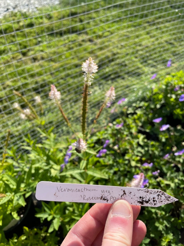 Veronicastrum virginicum 'Roseum'
