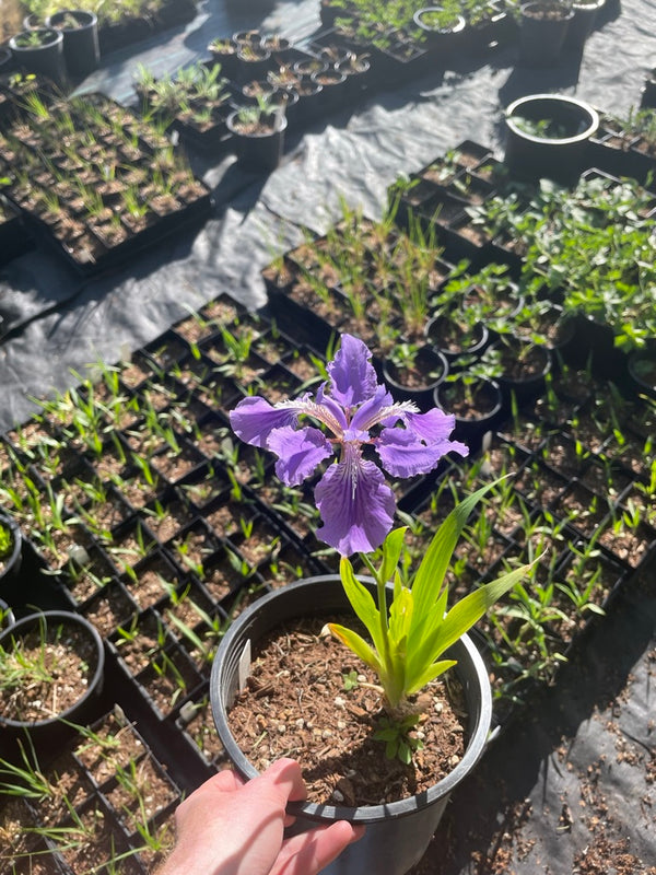 Iris tectorum 'Woolong'