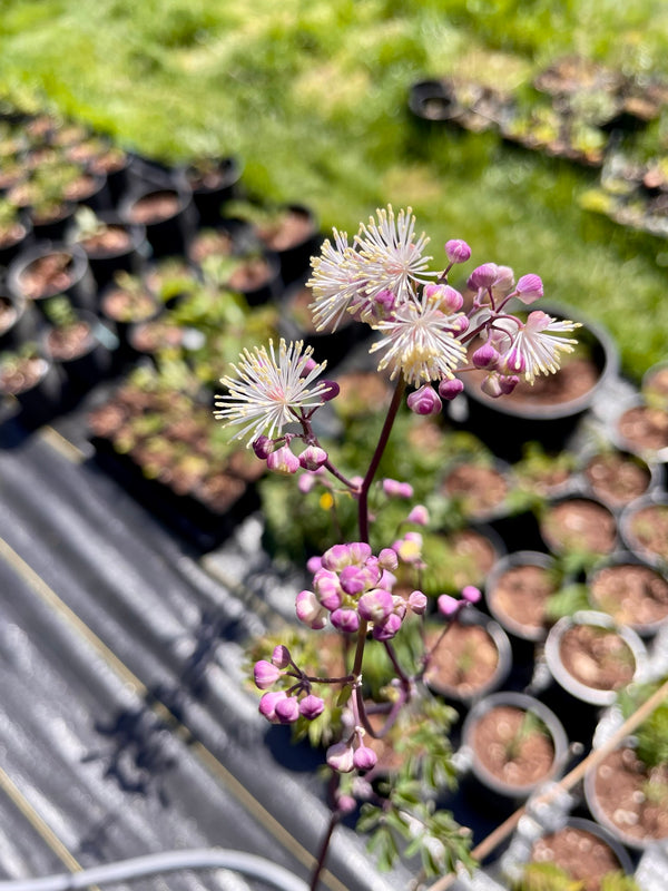 Thalictrum aquilegiffolium 'Nimbus White'
