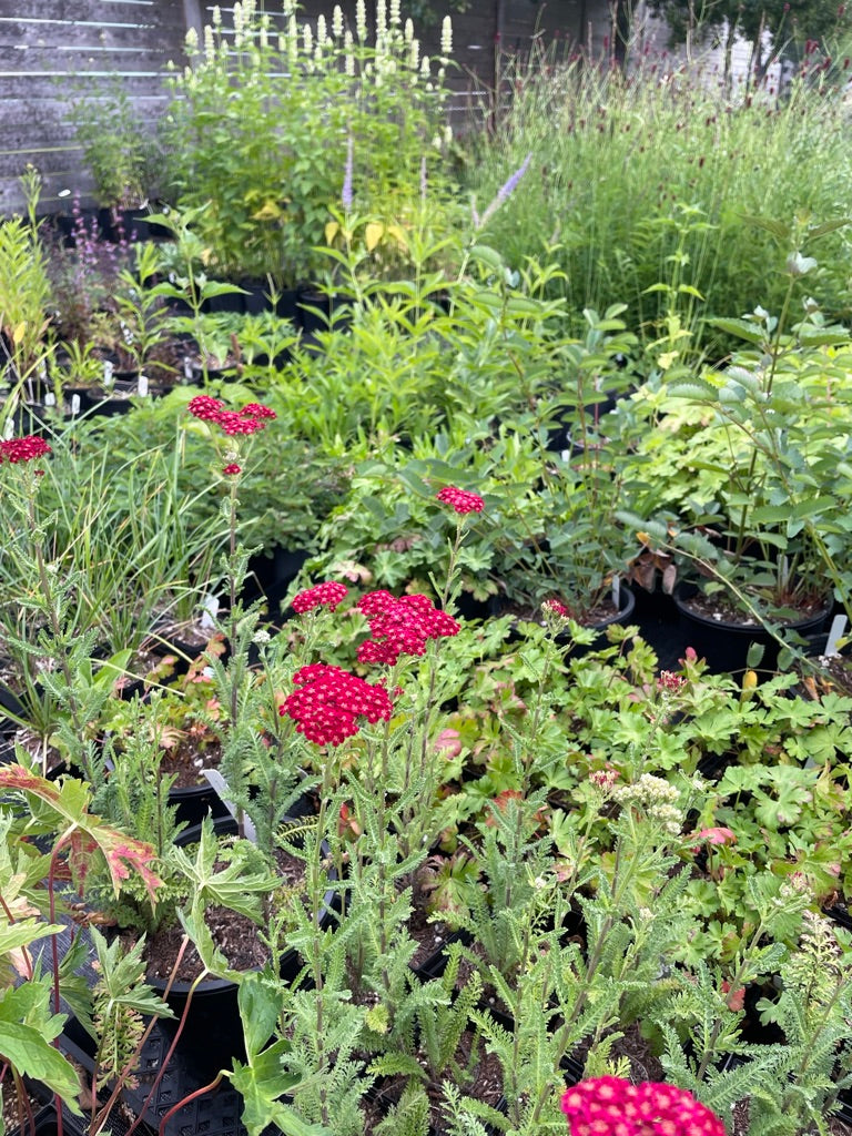 Achillea millefolium 'Red Velvet'