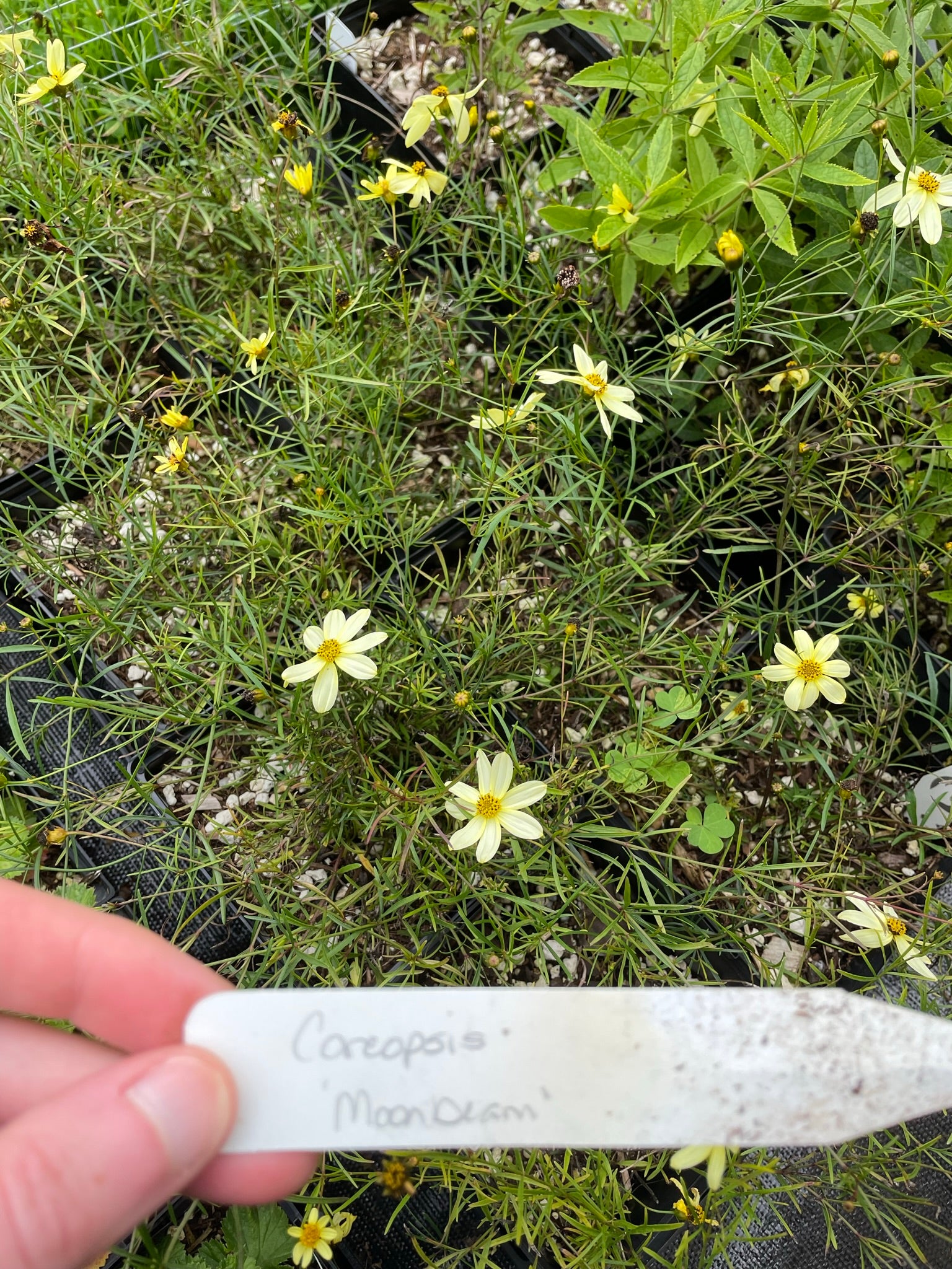Coreopsis verticillata ‘Moonbeam'