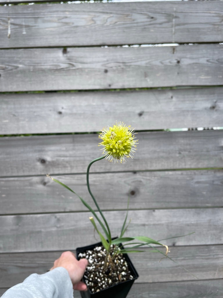 Allium obliquum