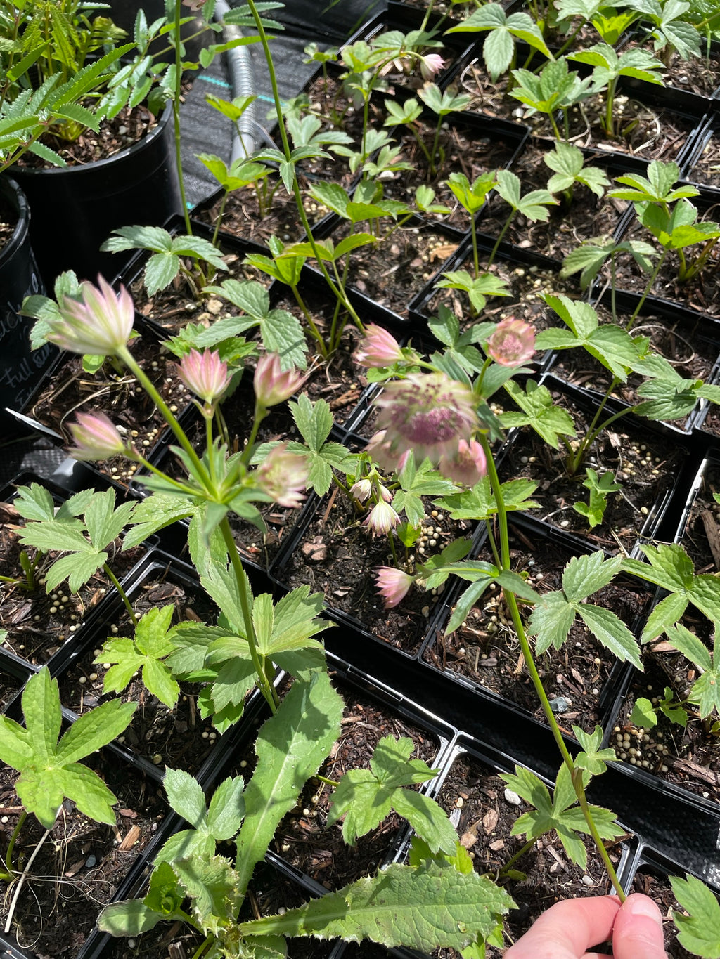 Astrantia ‘Buckland'