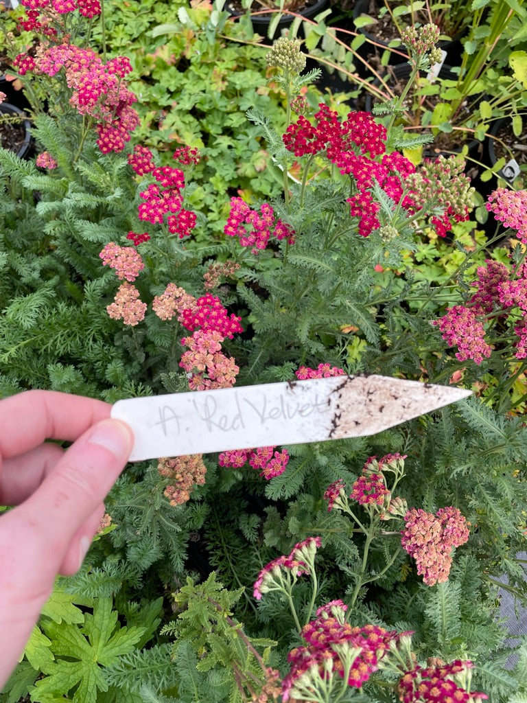 Achillea millefolium 'Red Velvet'