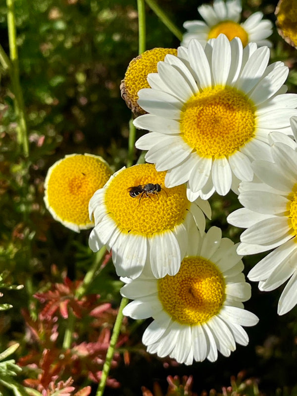 Anthemis tinctoria ‘Sauce Hollandaise’