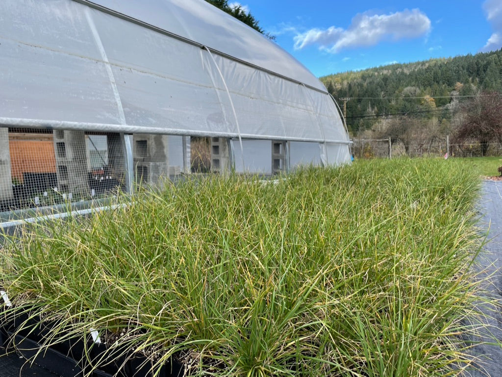 Availability & Seasonality