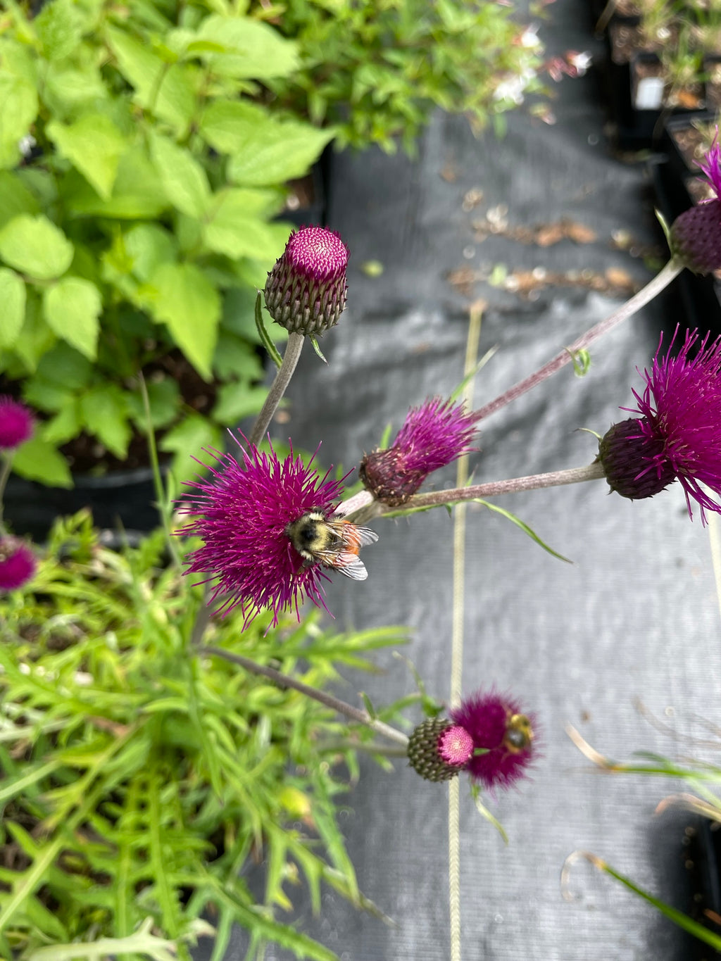 Cirsium rivulare ‘Trevor's Blue Wonder'