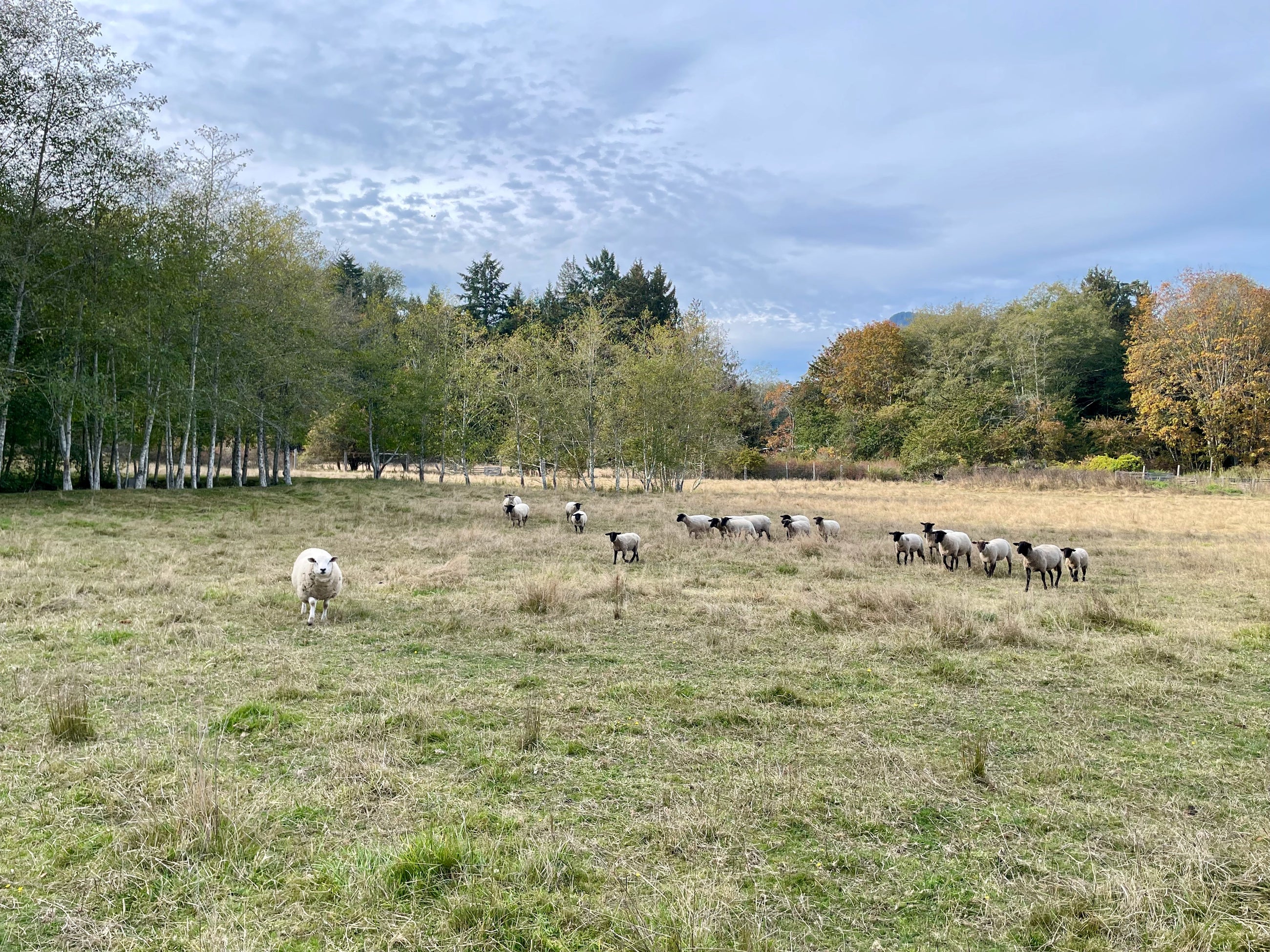 Babydoll Southdown sheep grazing pasture at Glenraven Farm on Salt Spring Island.
