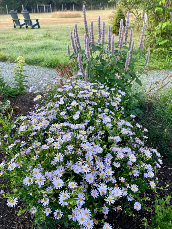 Agastache ‘Purple Haze’