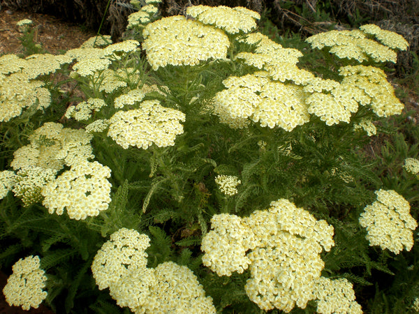 Achillea millefolium ‘Hella Glashoff’