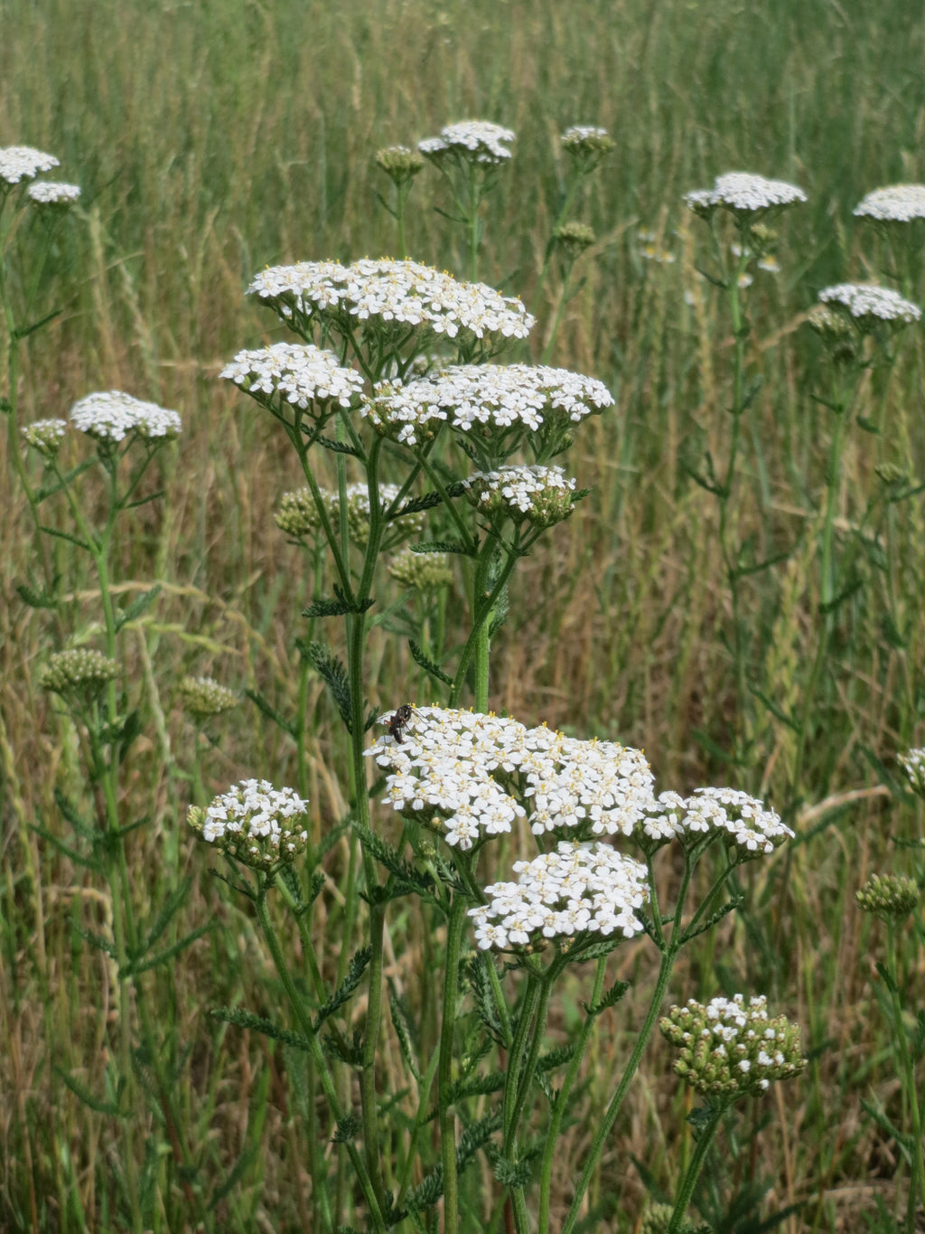 Achillea millefolium
