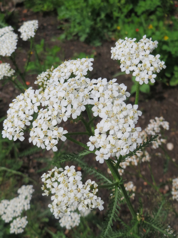 Achillea millefolium