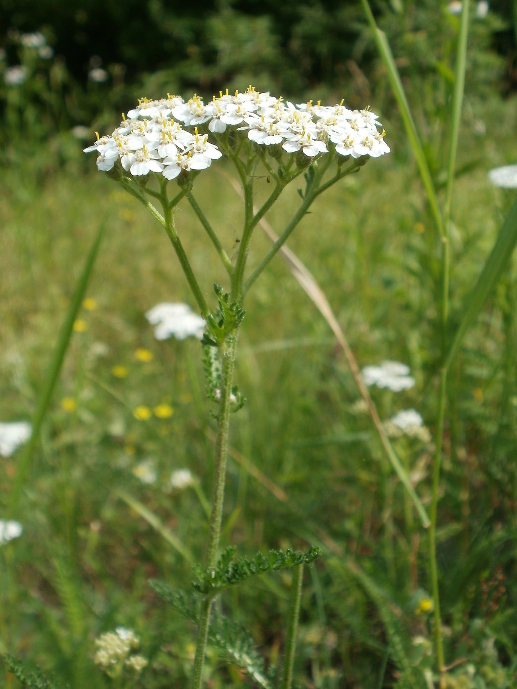 Achillea millefolium