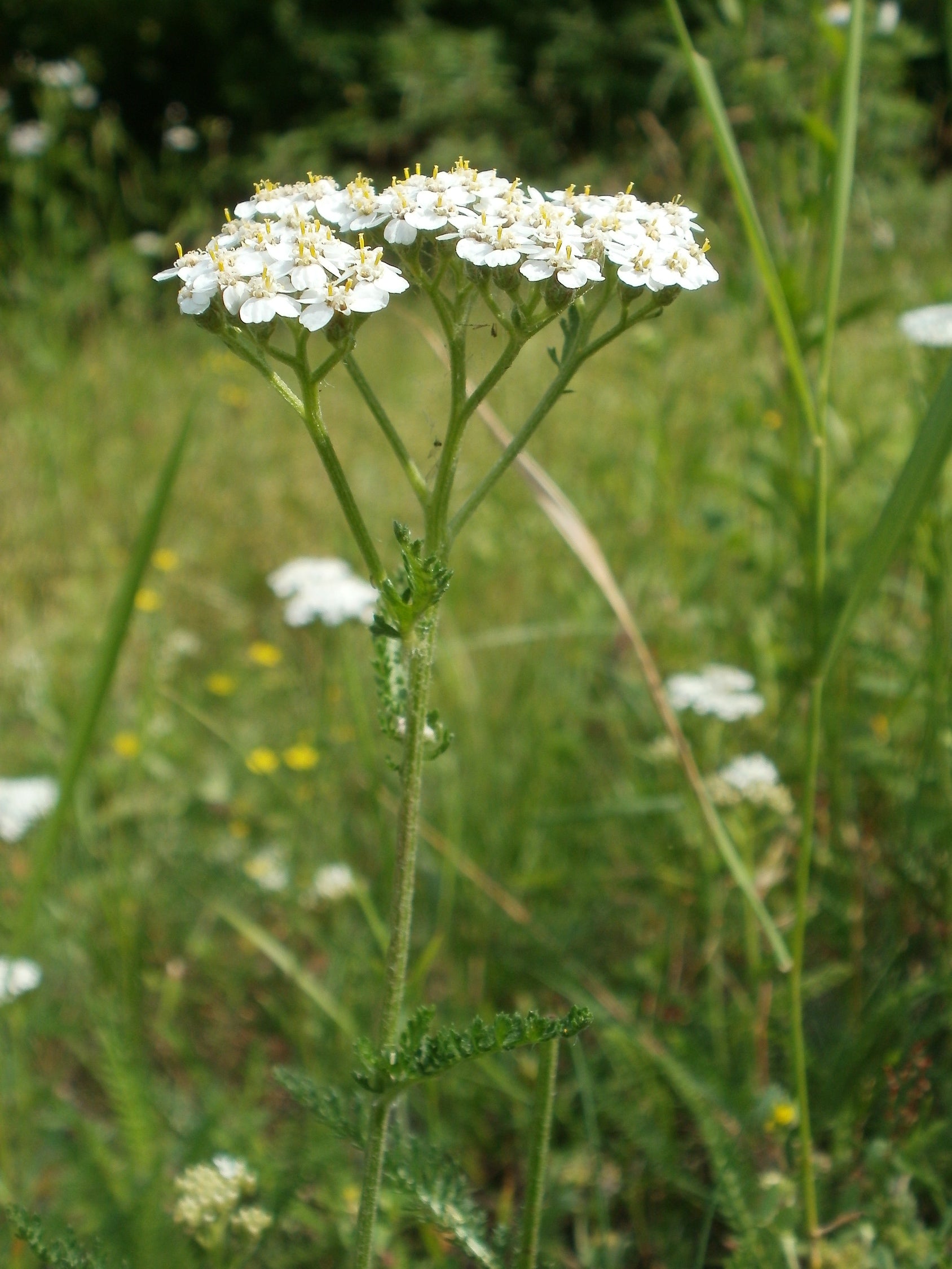 Achillea millefolium