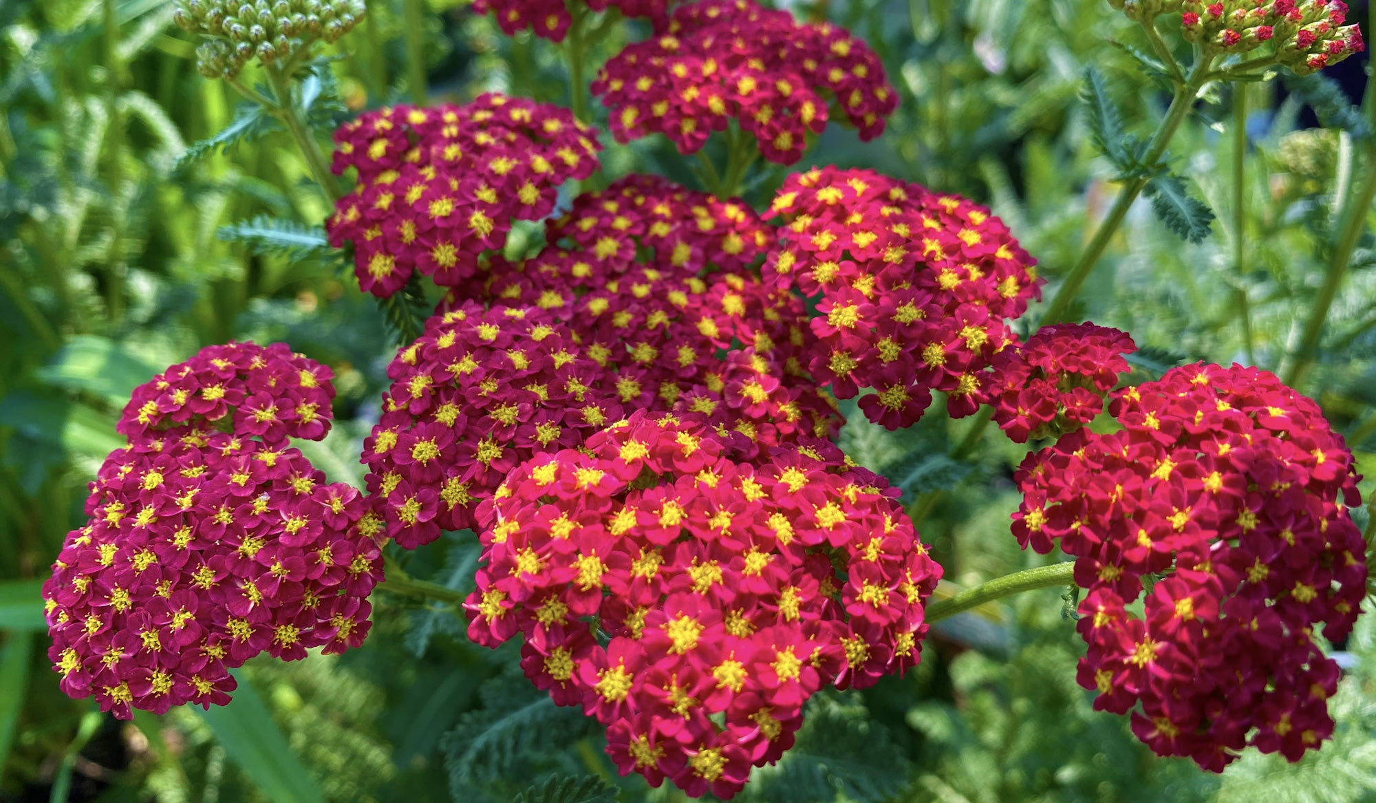 Achillea millefolium 'Red Velvet'