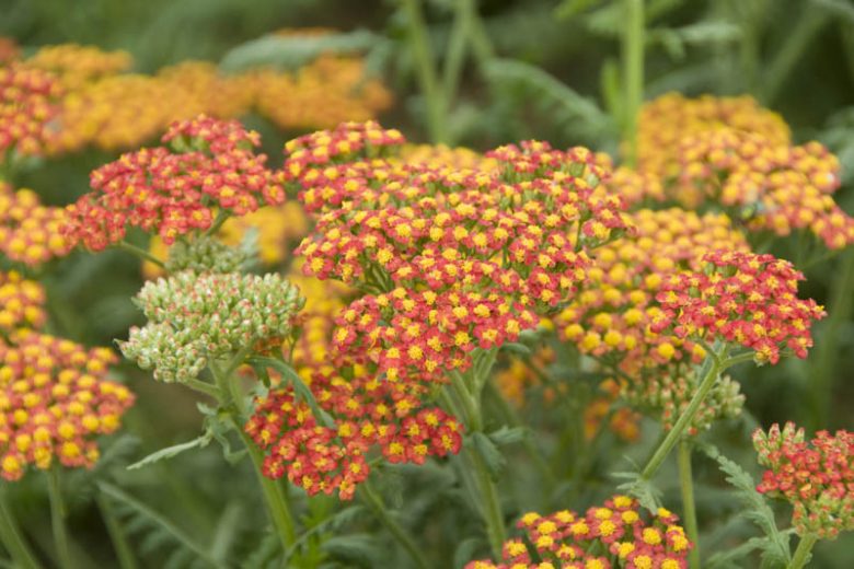 Achillea 'Walther Funcke'