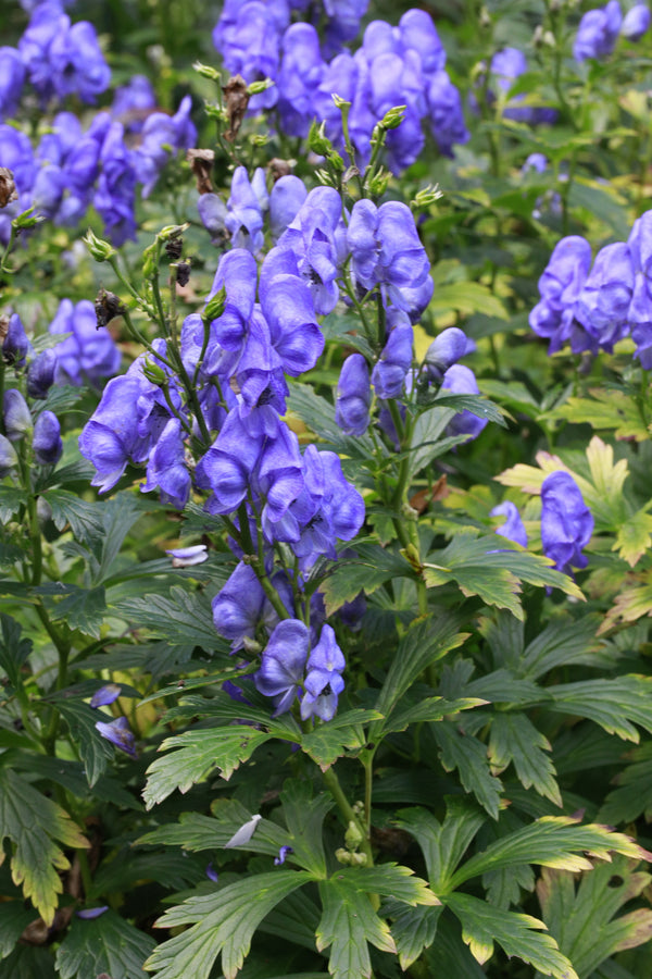 Aconitum carmichaelii ‘Barker’s Variety’