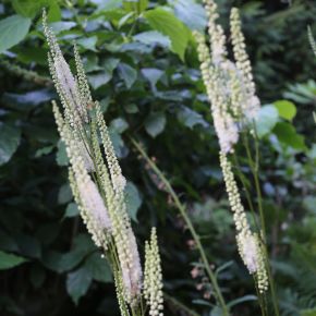 Actaea cordifolia 'Blickfang'