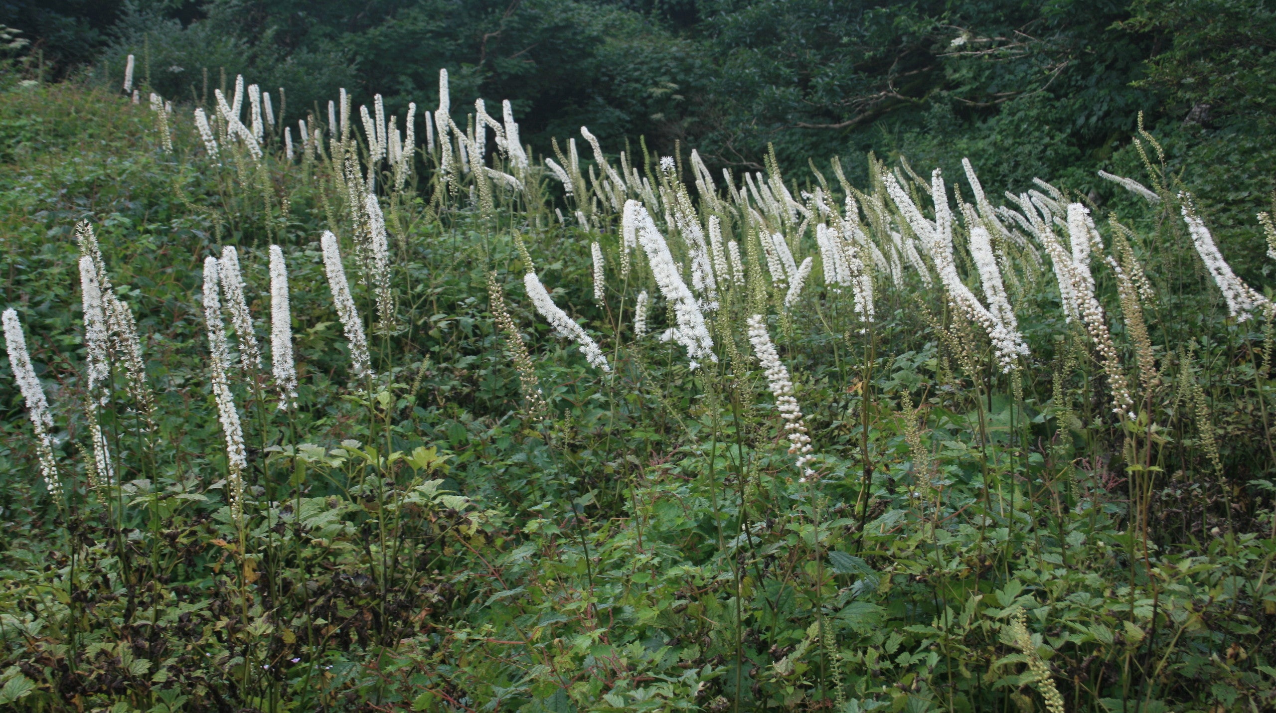 Actaea matsumurae ‘White Pearl’