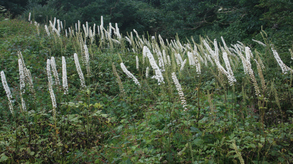 Actaea matsumurae 'White Pearl'