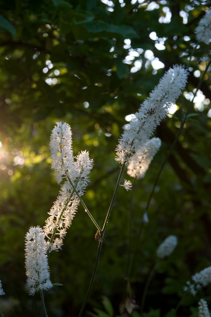 Actaea matsumurae ‘White Pearl’