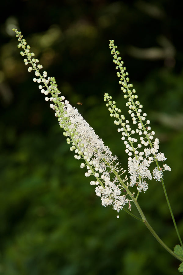 Actaea racemosa ‘Asheville’