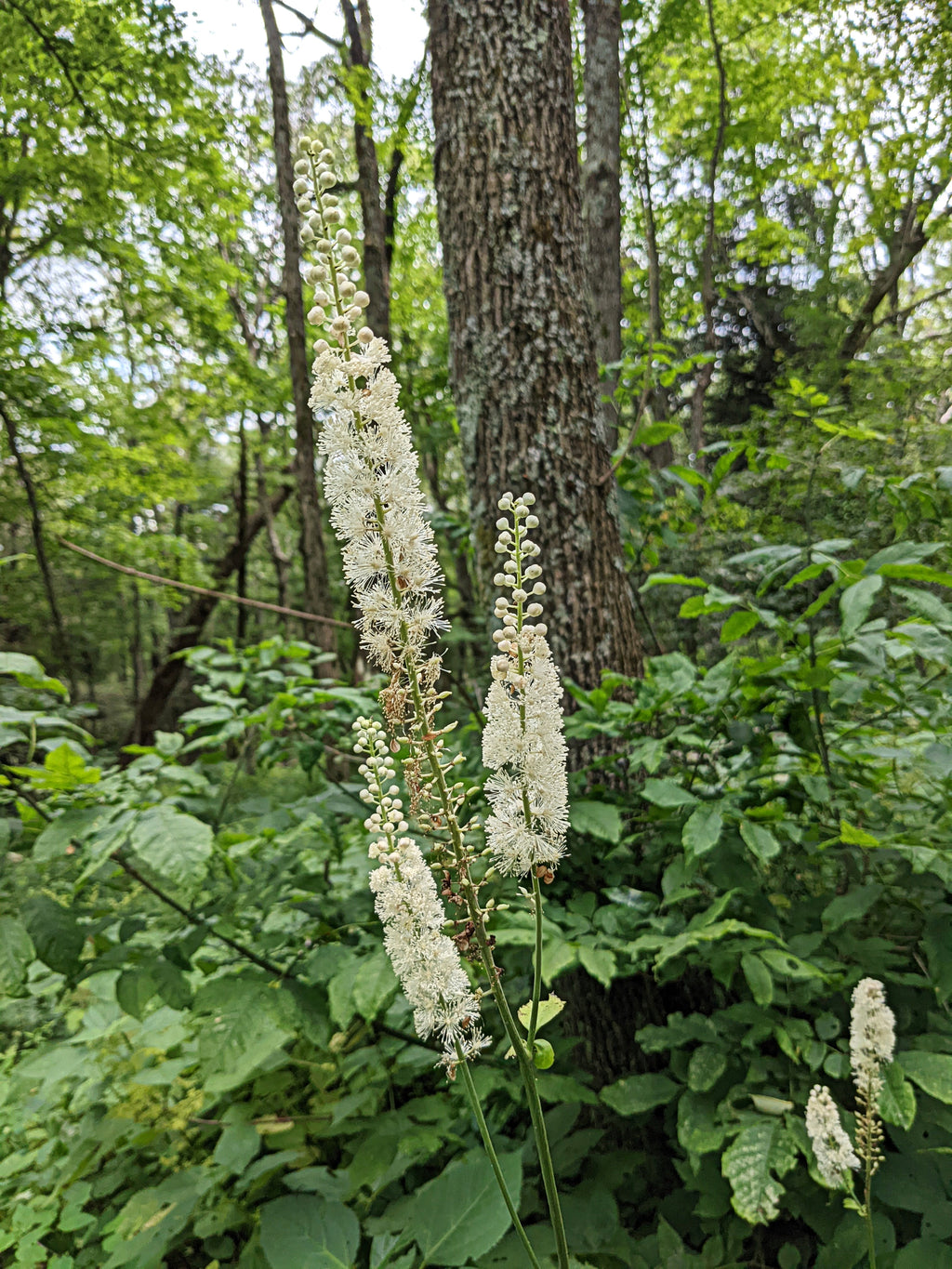 Actaea racemosa ‘Asheville’