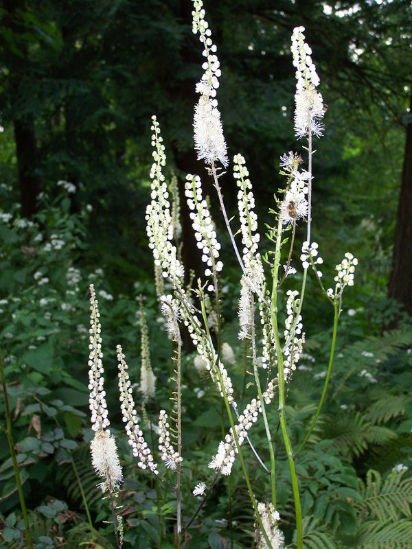 Actaea cordifolia ‘Blickfang’