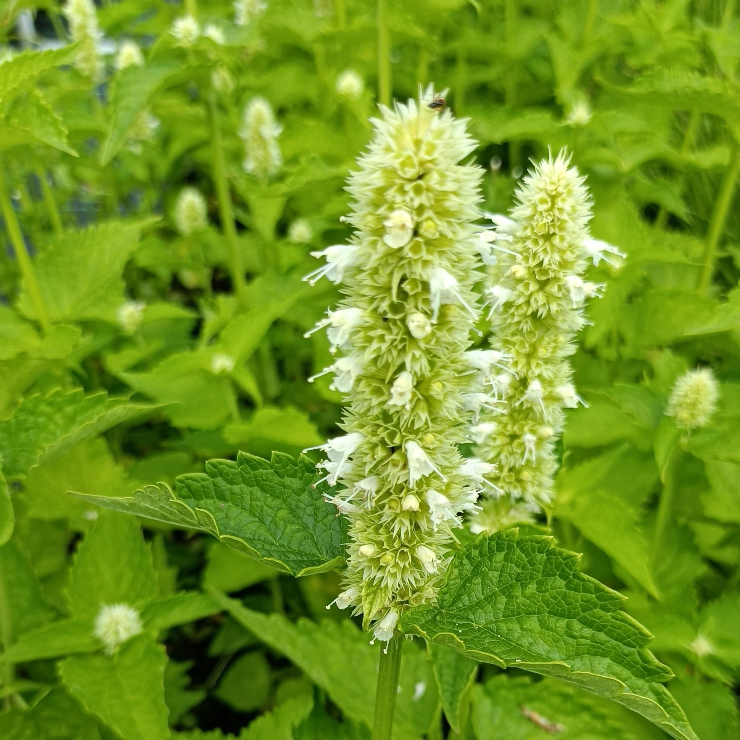 Agastache rugosa ‘Alabaster'