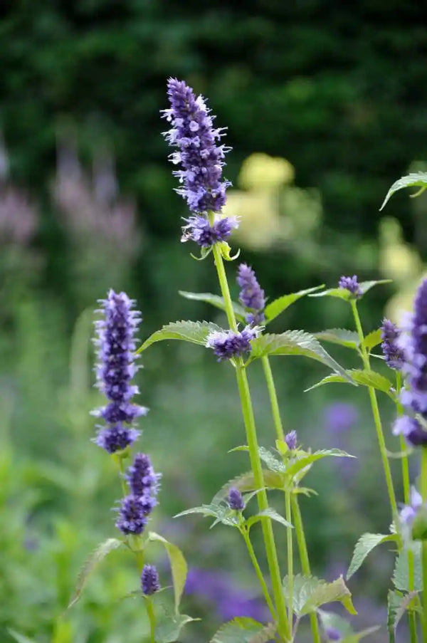 Agastache ‘Blackadder’