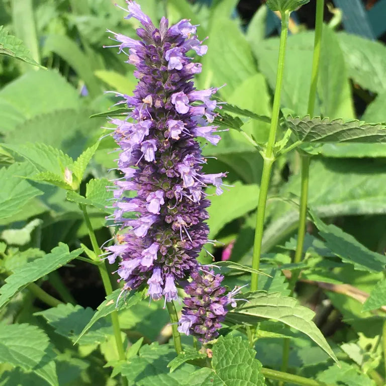 Agastache ‘Blackadder'