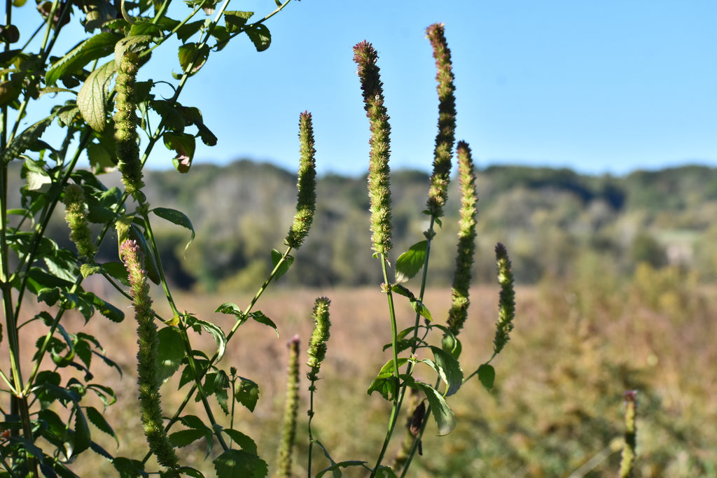 Agastache nepetoides