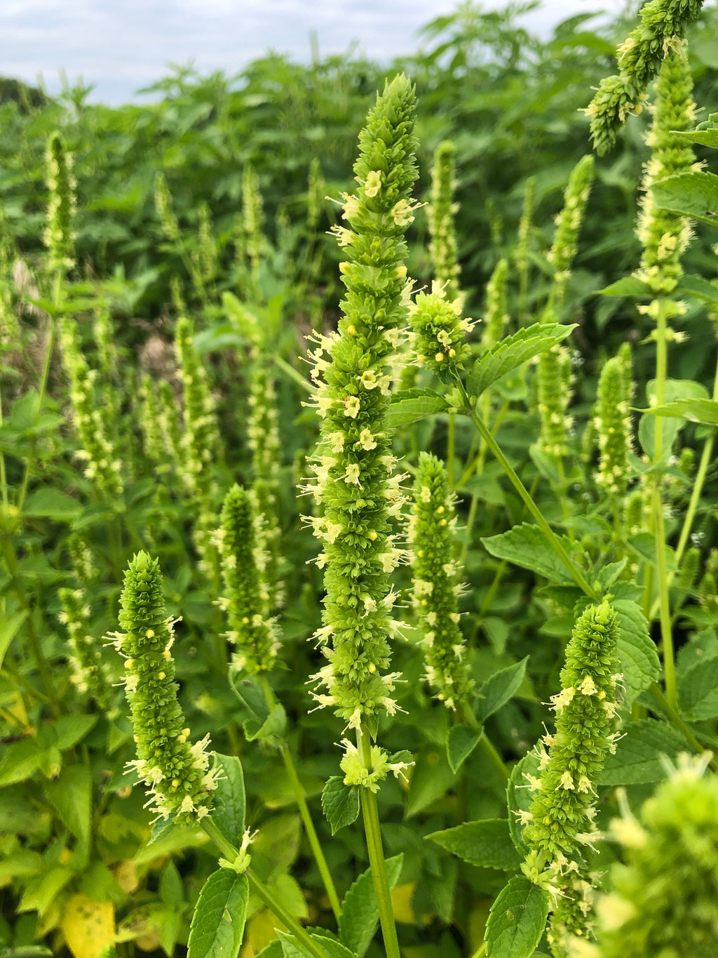 Agastache nepetoides