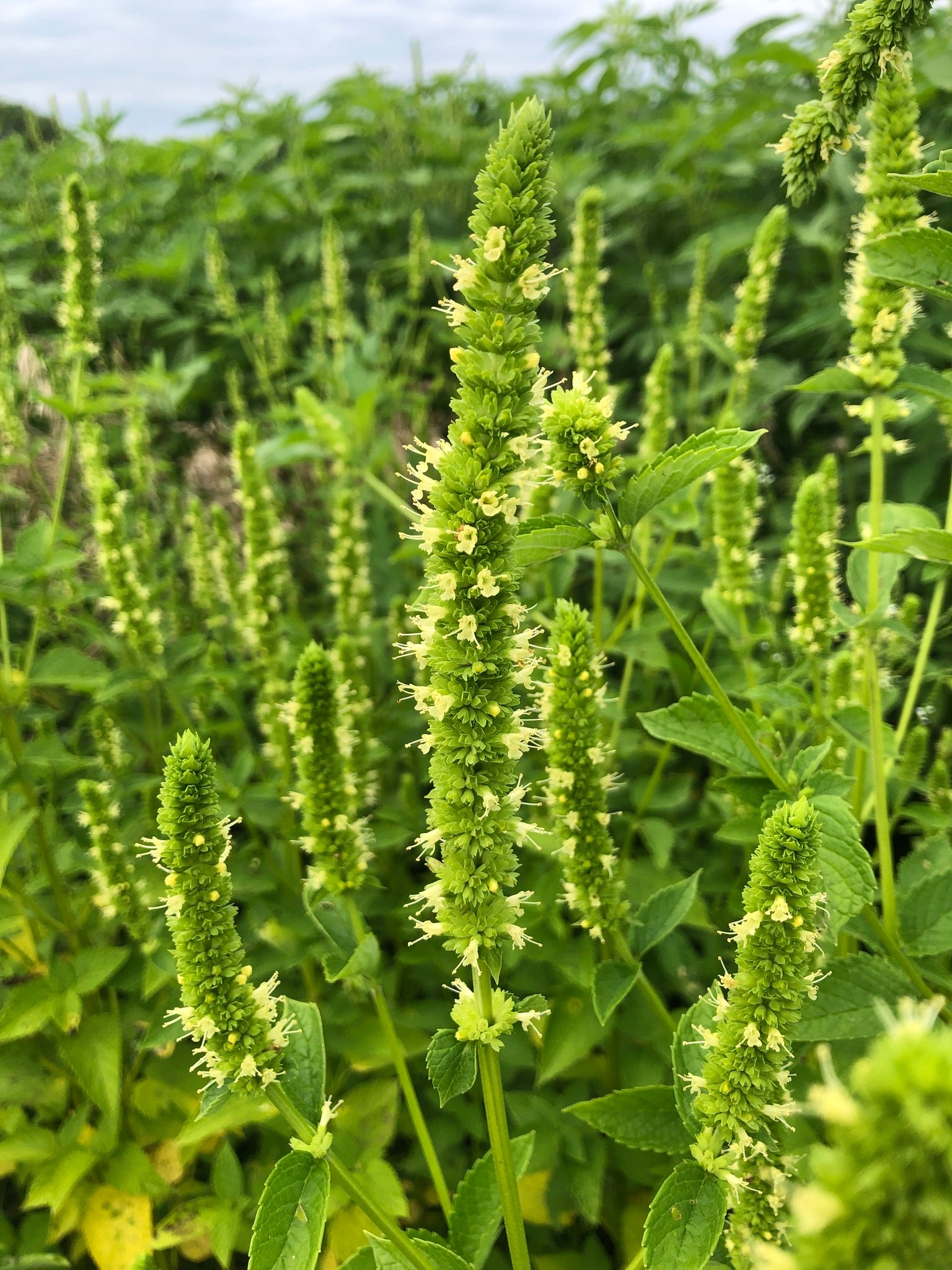 Agastache nepetoides