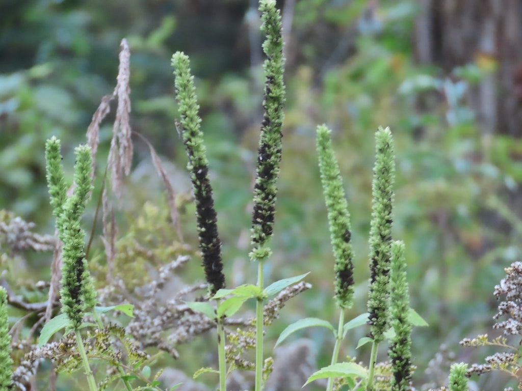 Agastache nepetoides