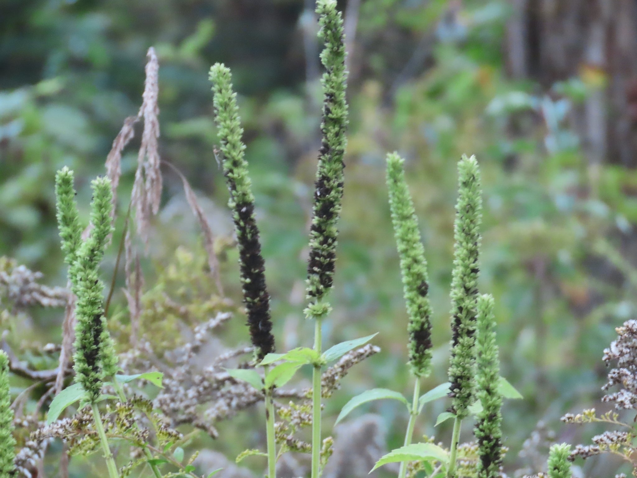 Agastache nepetoides
