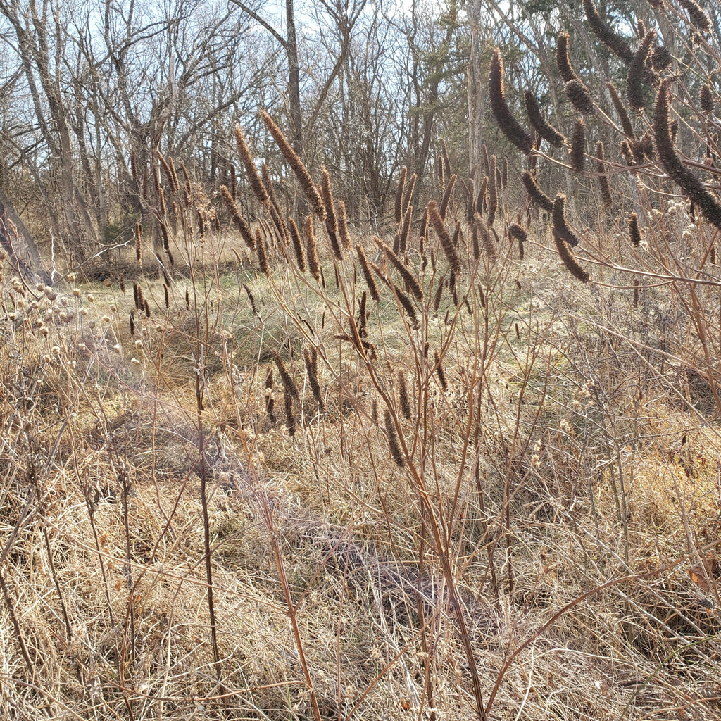 Agastache nepetoides