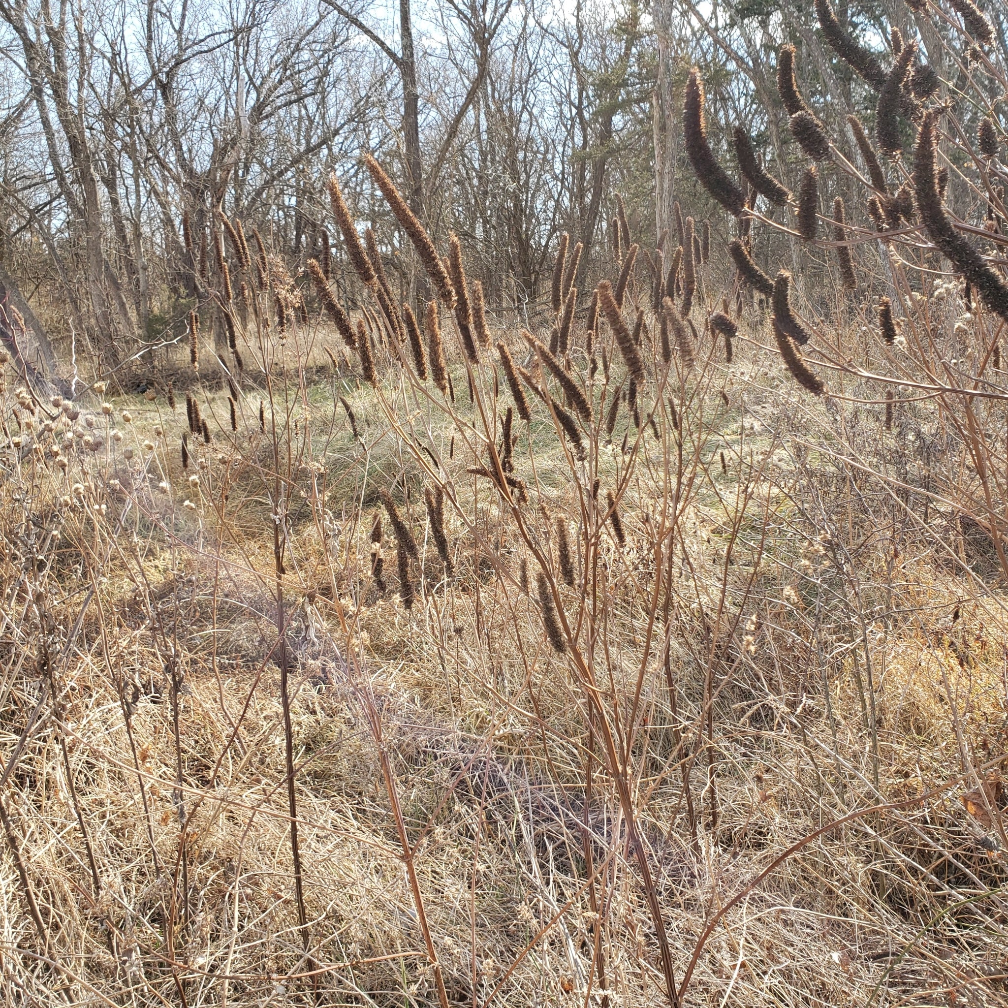 Agastache nepetoides