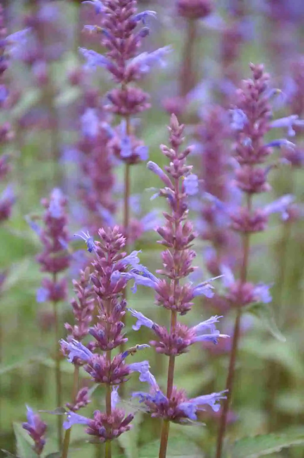 Agastache ‘Purple Haze'