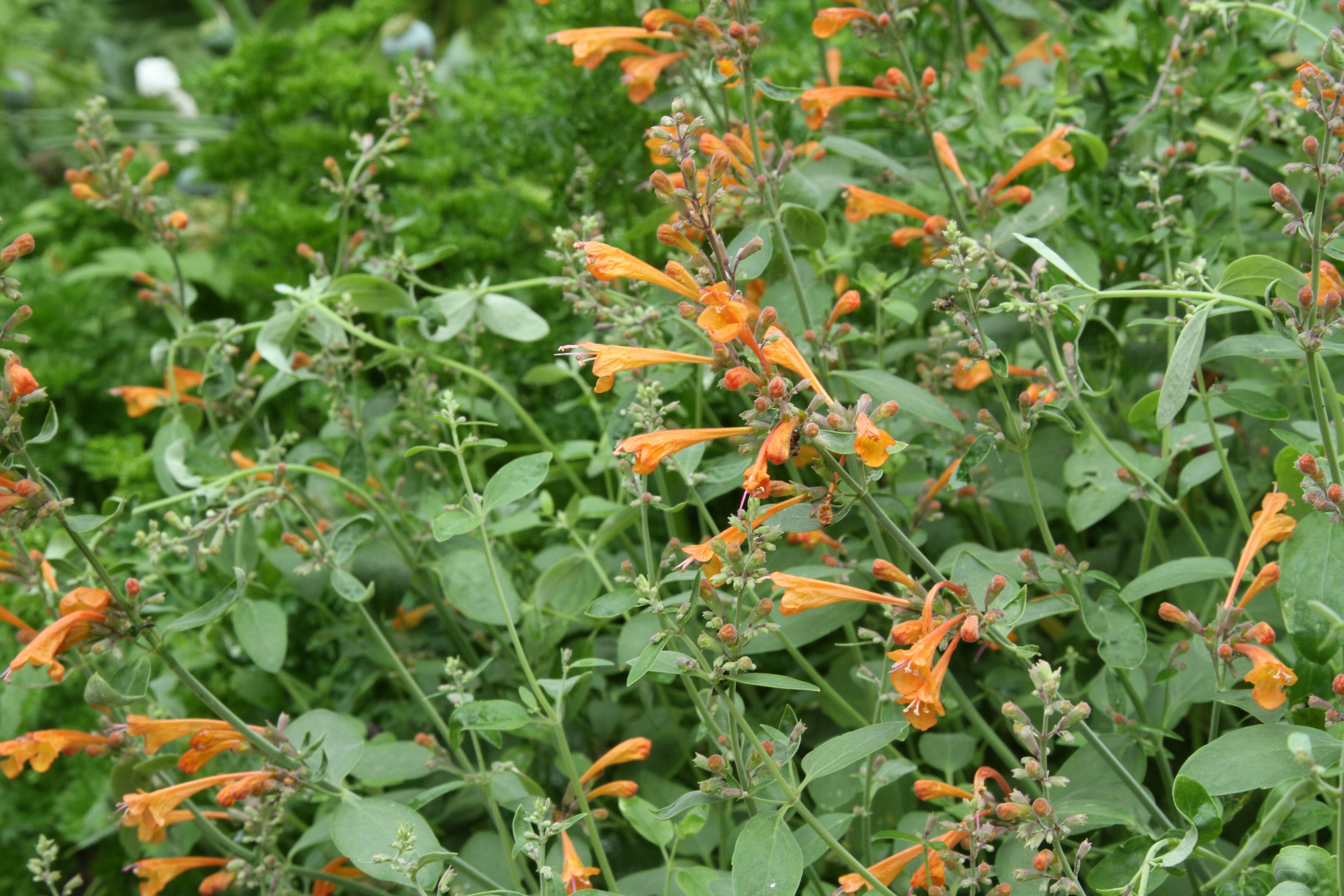 Agastache aurantiaca 'Apricot Sprite'