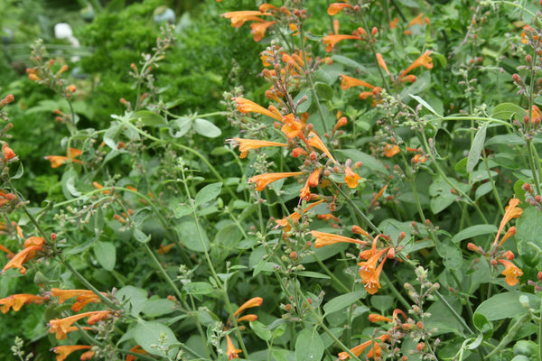 Agastache aurantiaca ‘Apricot Sprite’