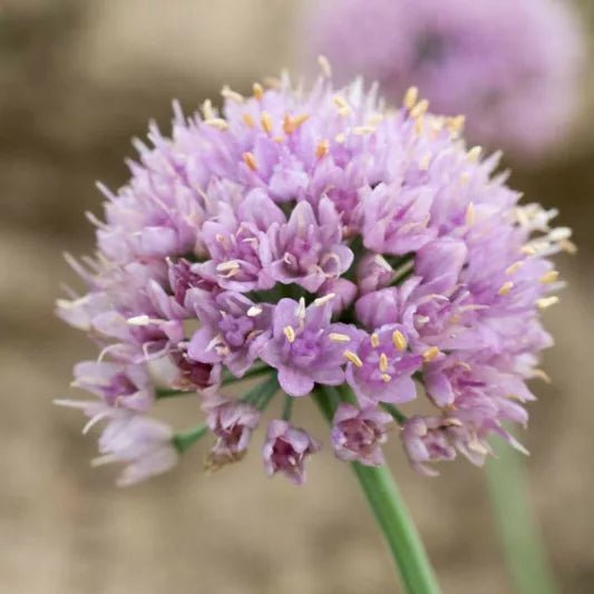 Allium senescens 'Blue Eddy'